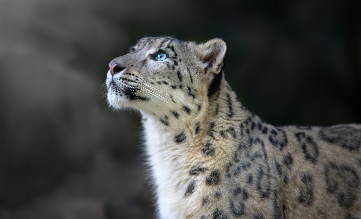 War can have a devastating impact on wildlife populations across the globe