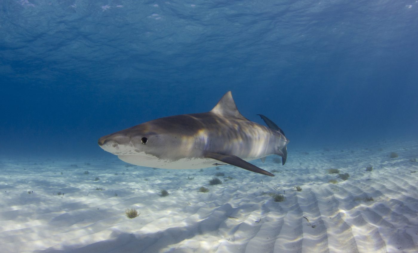 Young tiger sharks eat the birds commonly found in your backyard