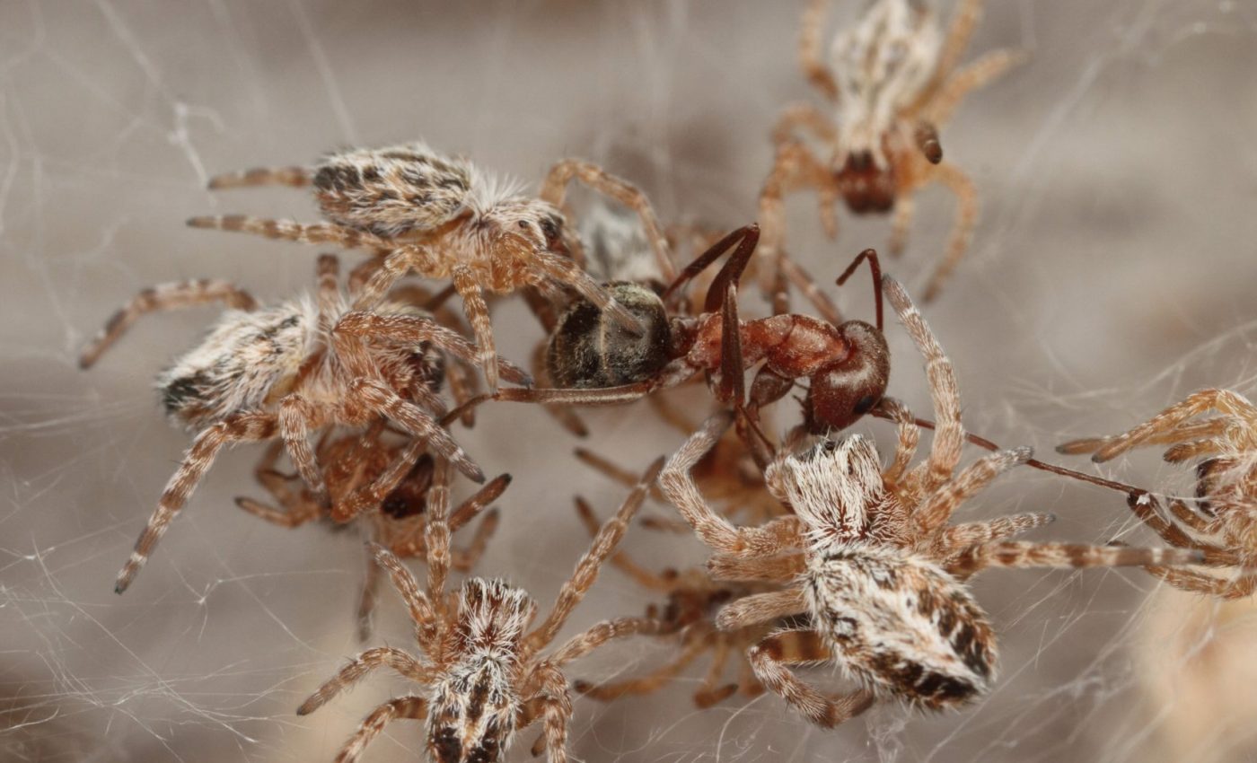 When spiders unite: African social spiders live in large groups of up to 1,000