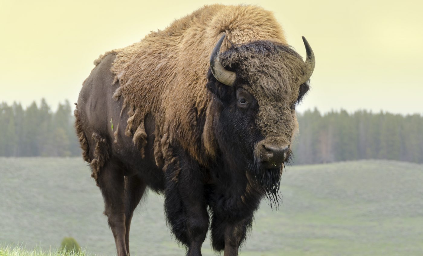 Conservation bias: People often play favorites with species control