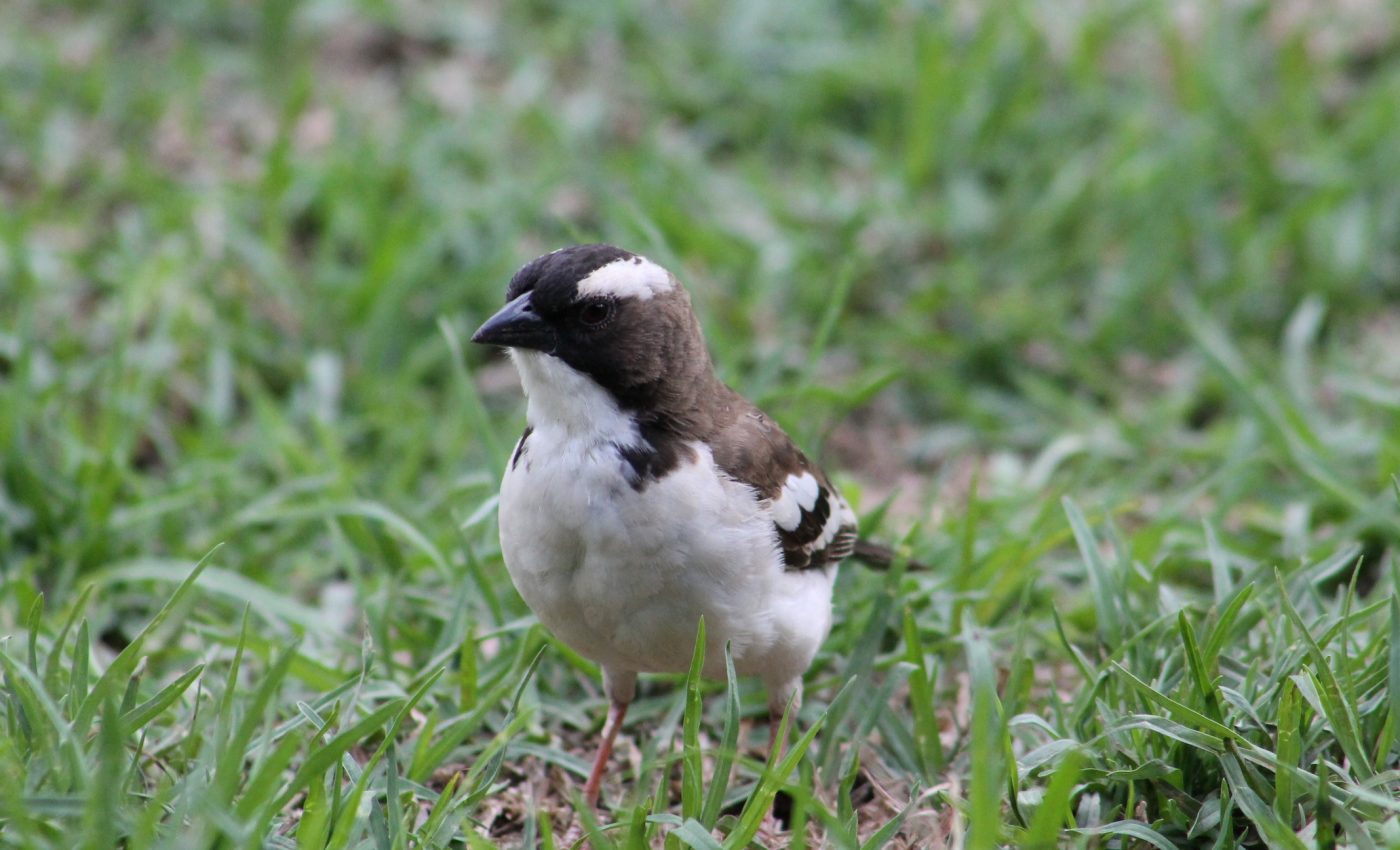 Experts predict a shift toward smaller animals in the next century