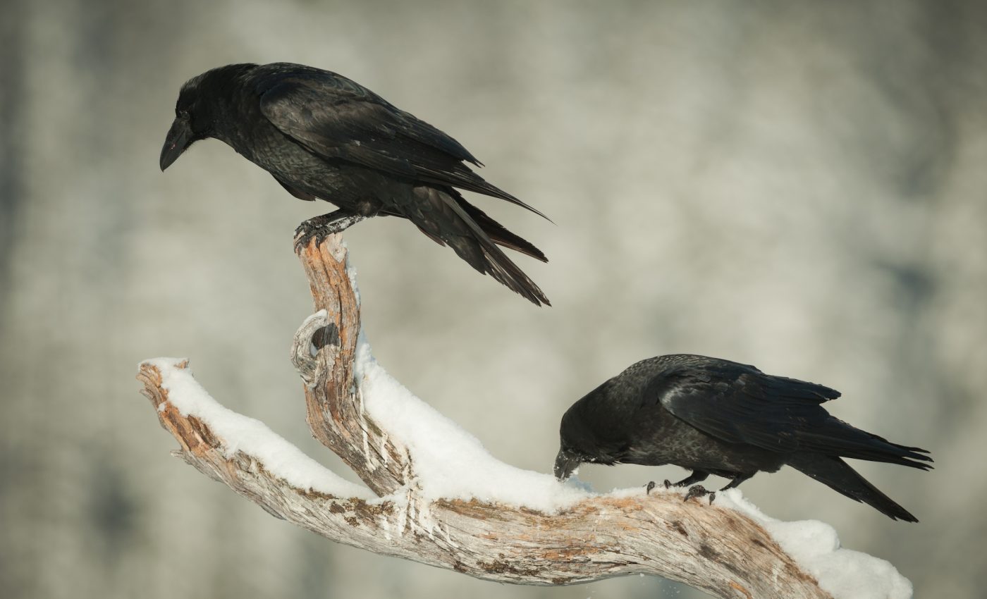 Are bad moods contagious? They are among ravens