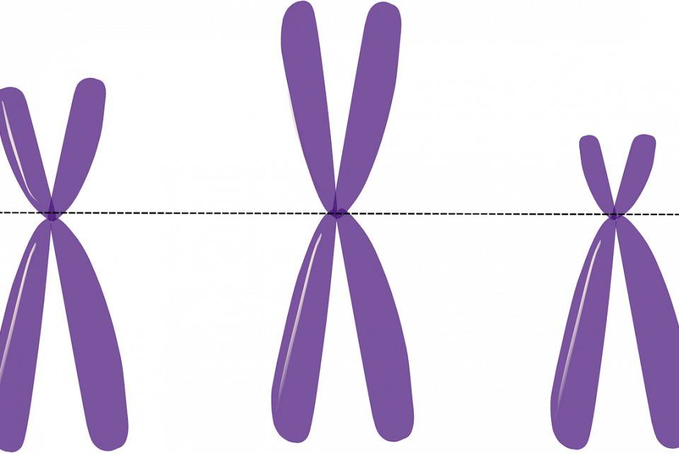 What Is a Chromosome?