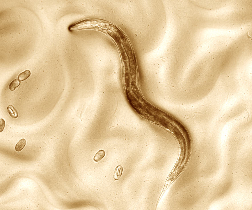 Rapidly advancing technology for genomic studies is improving resources