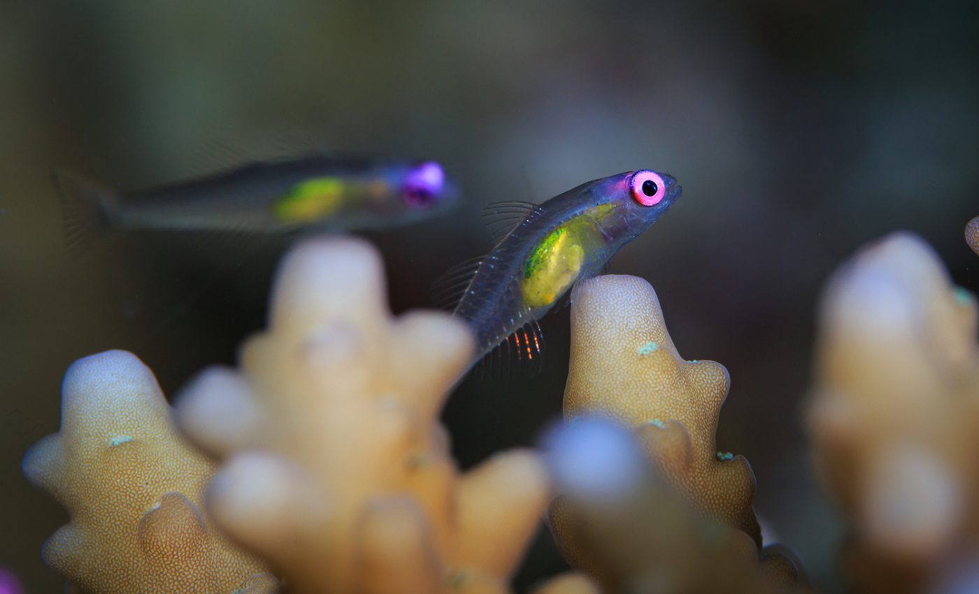 The rapid life cycle of tiny fish helps coral reefs thrive