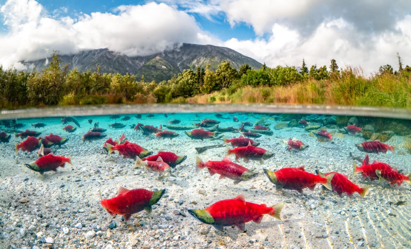 Nurturing hotspots for salmon in Alaskan rivers shift annually