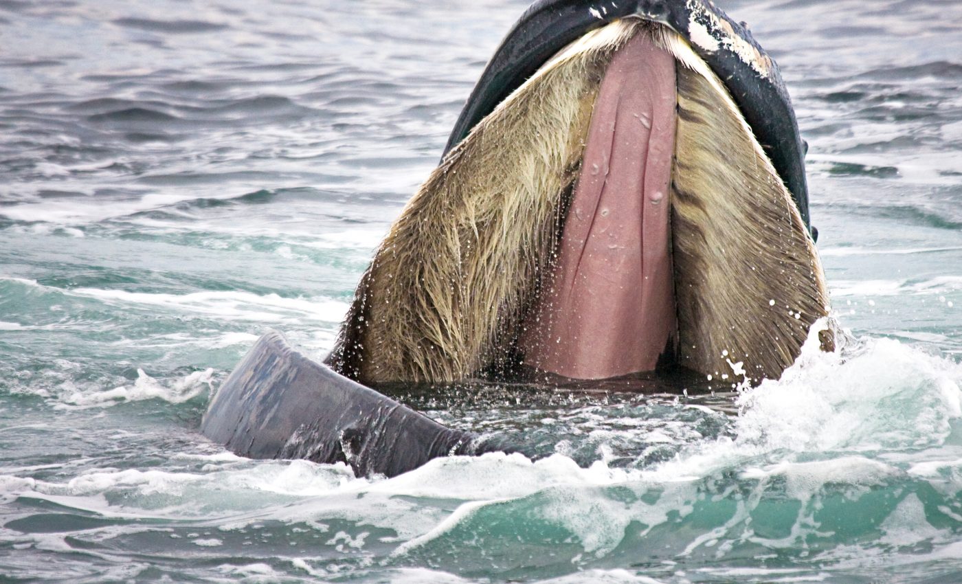 For baleen whales, plastic pollution has become a bigger threat than oil