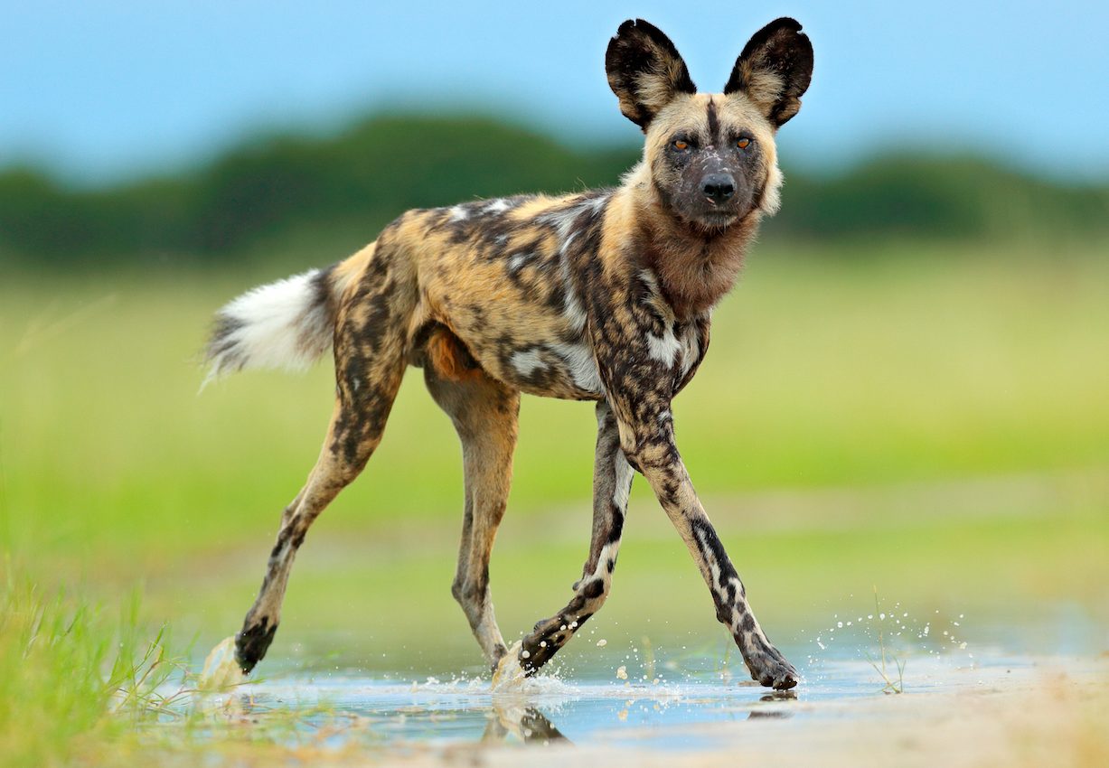 Compassionate Conservation: Merging animal welfare and conservation biology