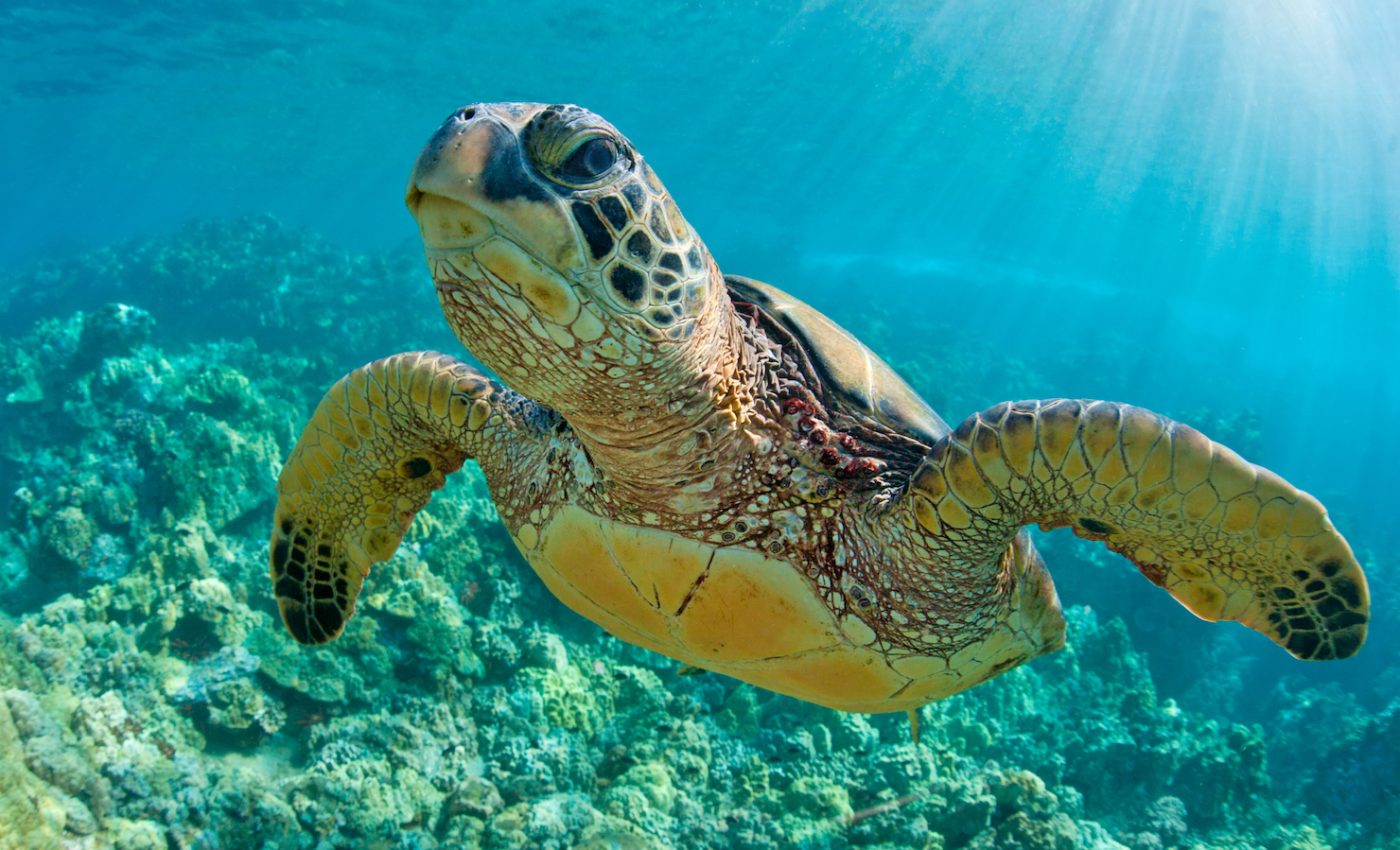 In reptiles, gender can be determined in some unusual ways