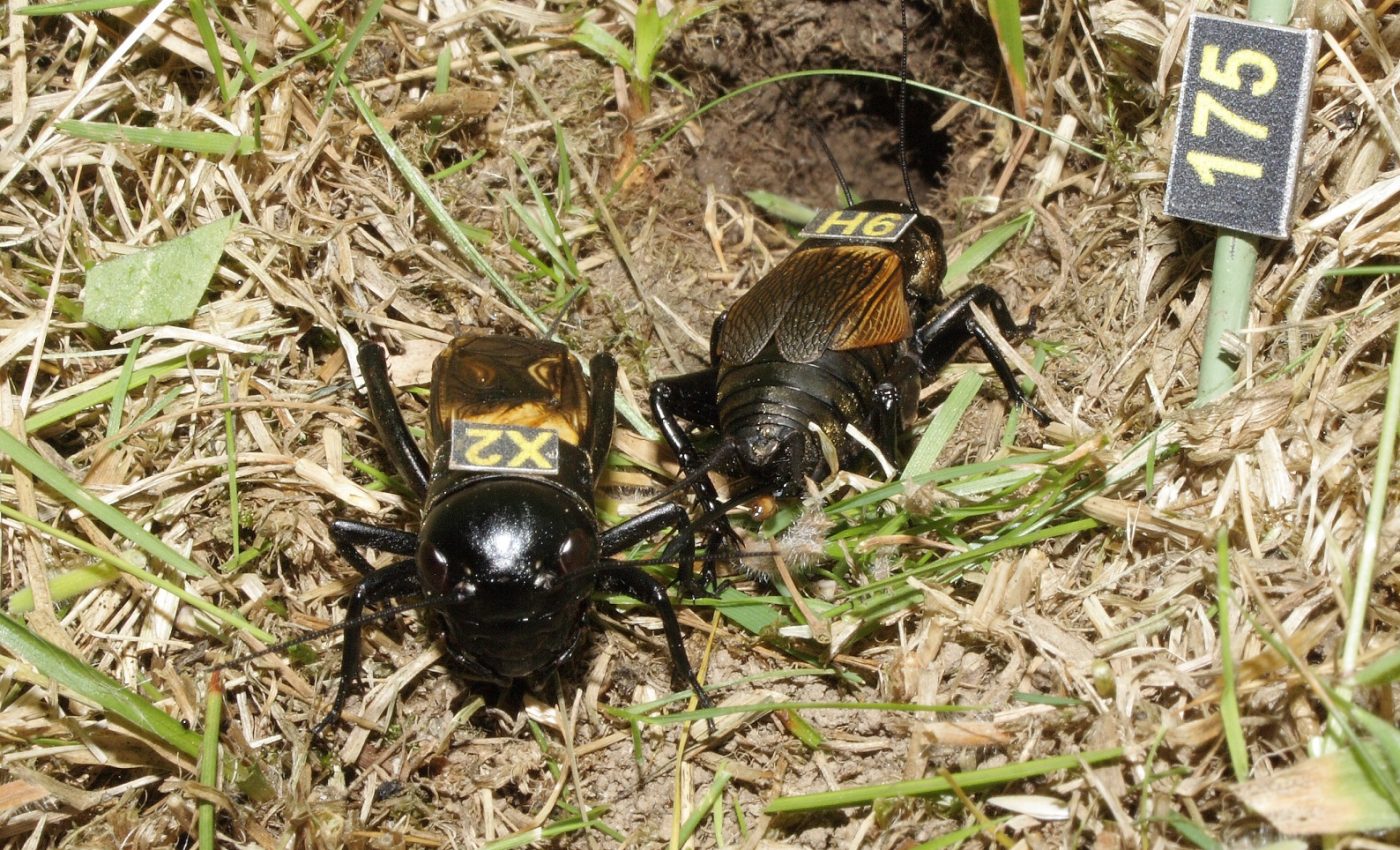 Older male crickets have no problem finding mates but have less sex