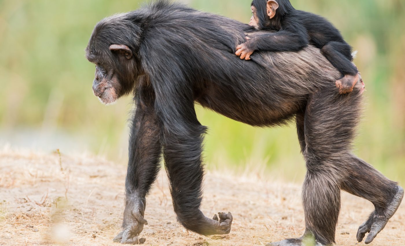 Chimpanzees are learning to safely cross roads to not get hit