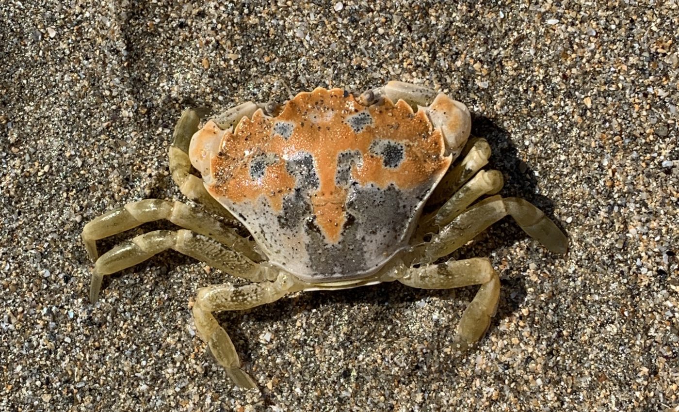Crabs of the same species use different camouflage strategies