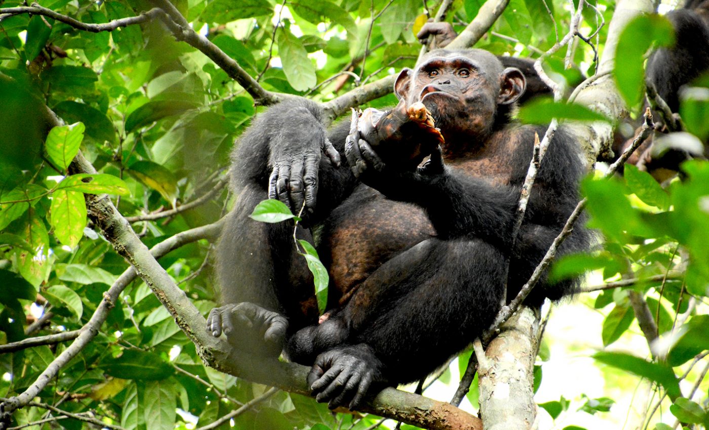 Chimpanzees use a unique technique to eat tortoises
