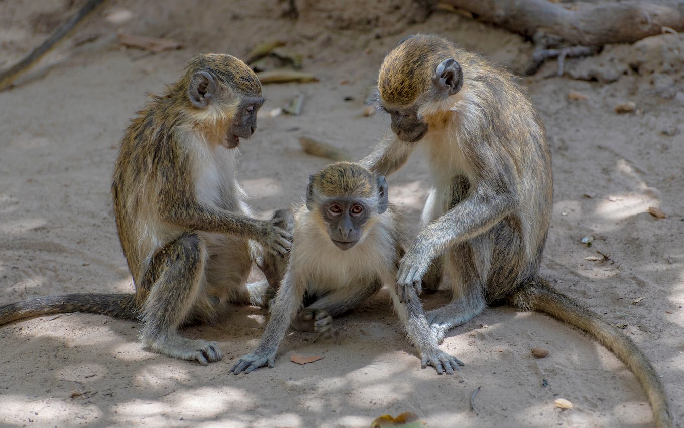 Investigation reveals new clues to the evolution