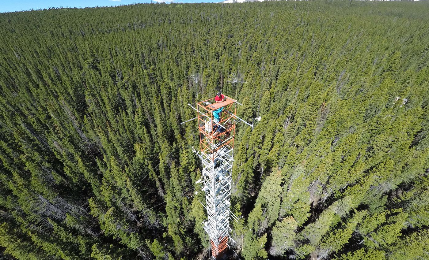 Forest ‘glow’ helps reveal its CO2 storage and photosynthesis capacity