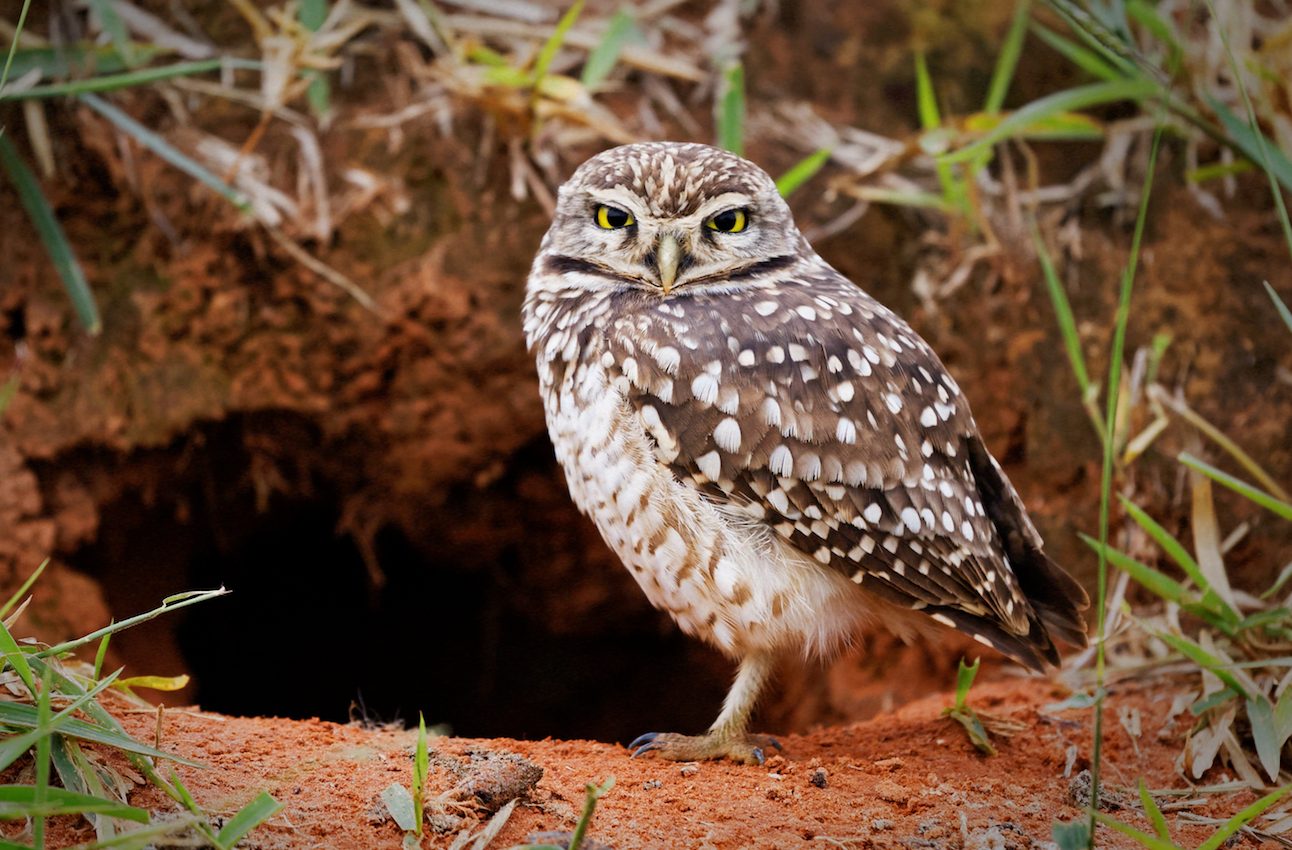 Conservation projects you can participate in from home