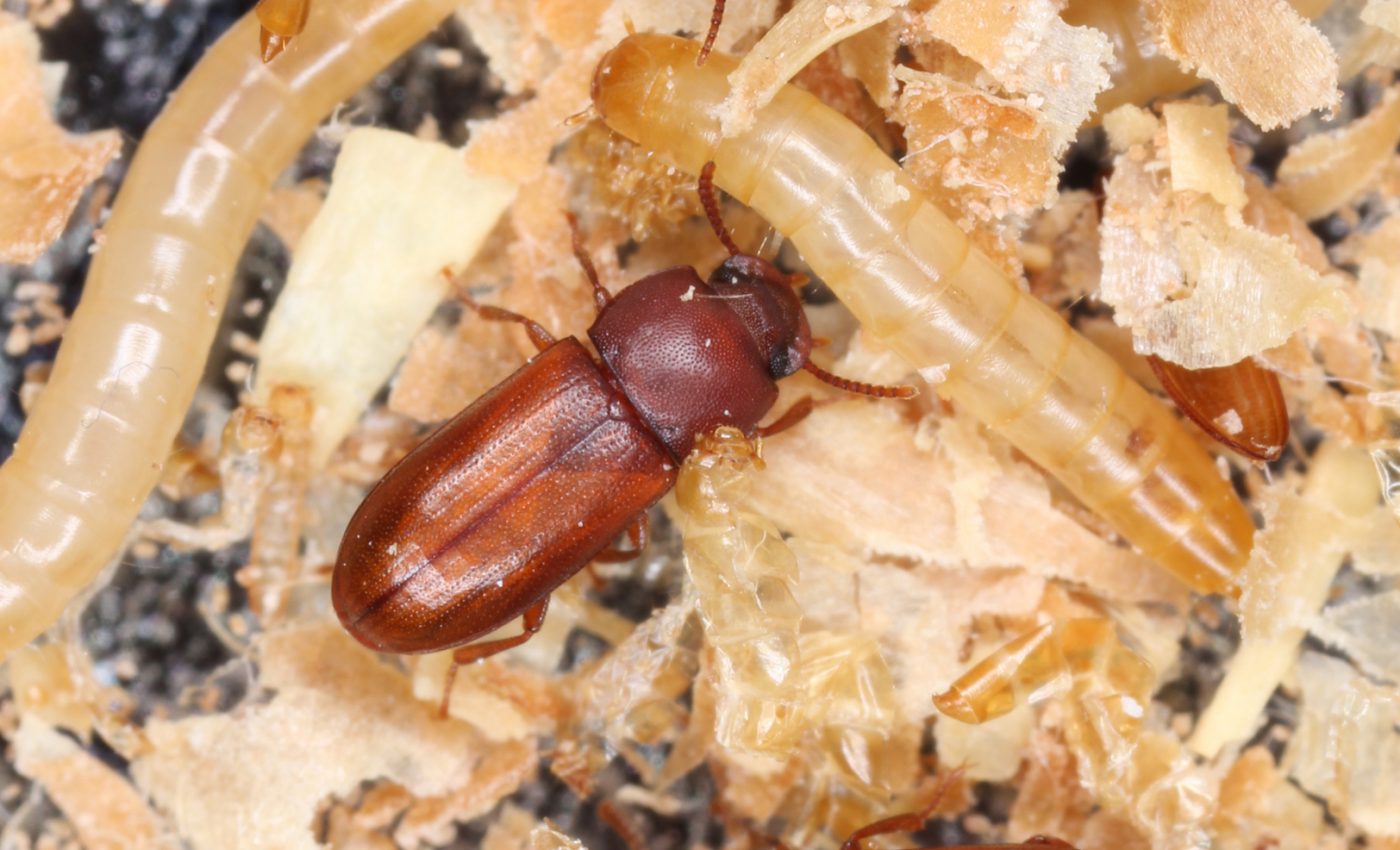 Fighting ability does not impact how soon a beetle gets back in the ring