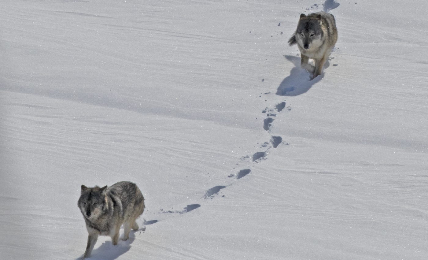 Isle Royale wolves illustrate the harmful effects of inbreeding
