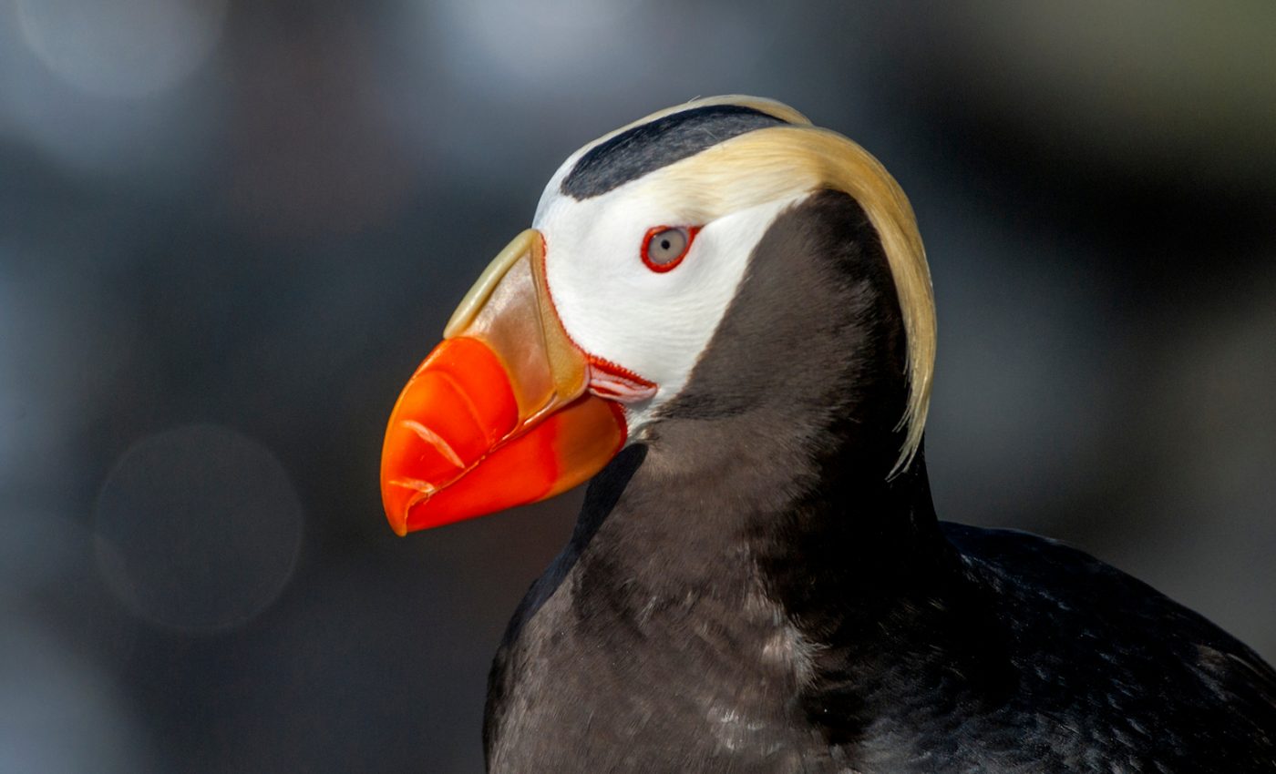 Climate change may be to blame for mass die-off of puffins in the Bering Sea