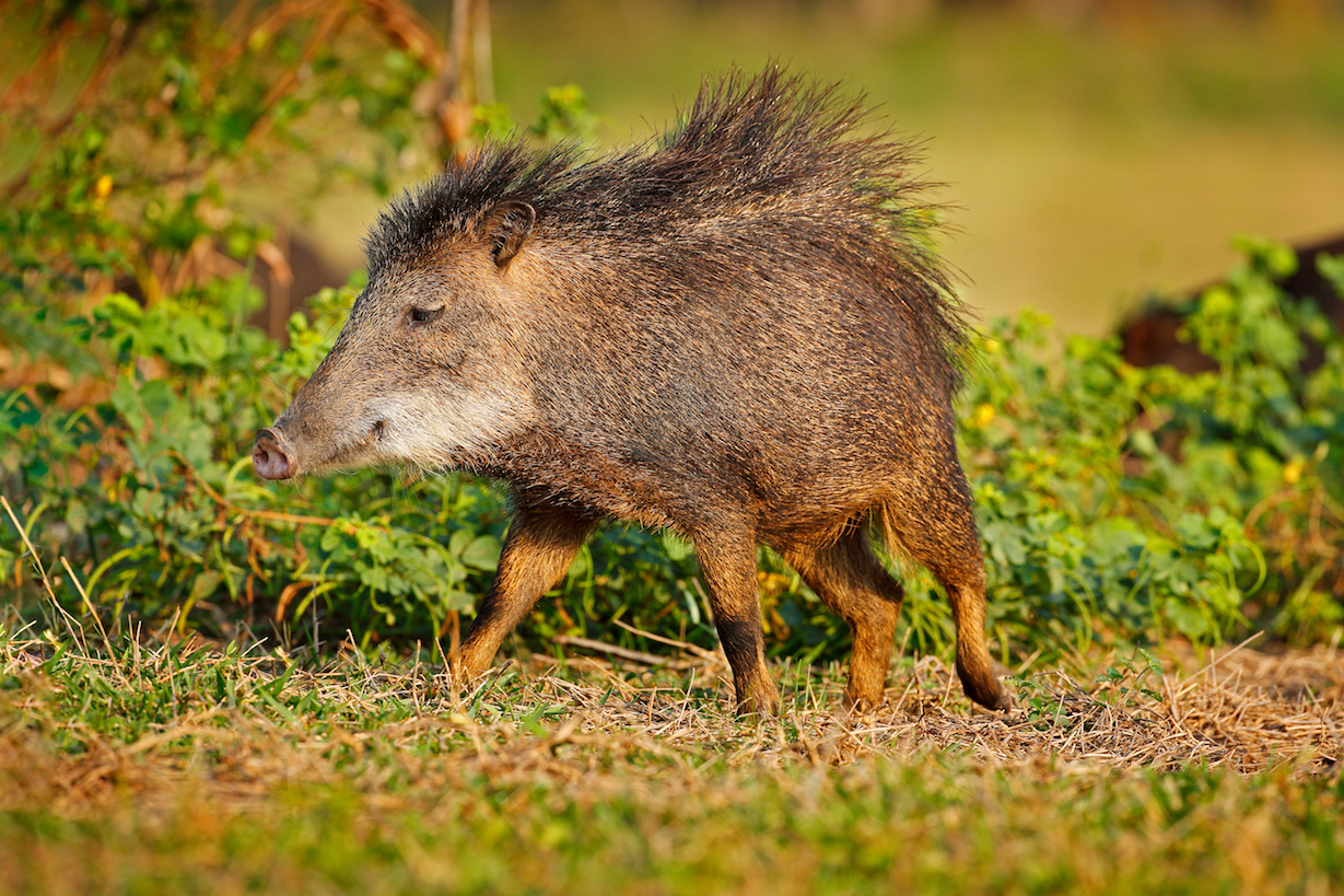Wild boars may be responsible for spreading tick-borne bacteria