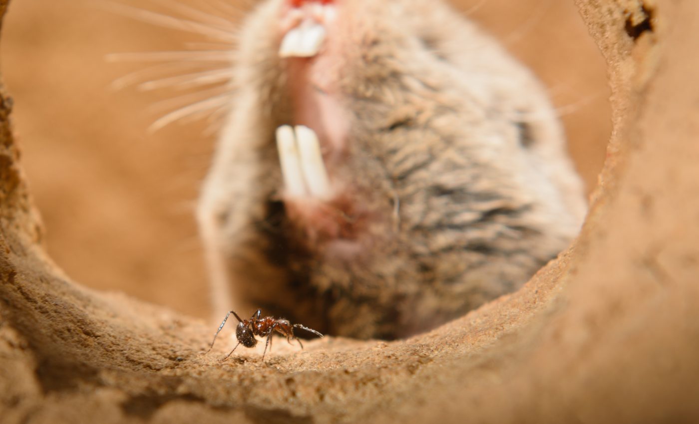 African mole-rats are insensitive to pain thanks to a special gene