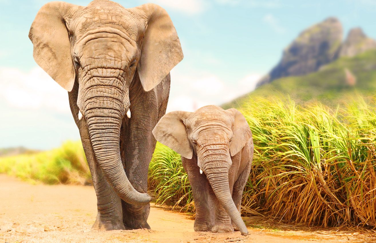 Many animals use infrasound to communicate over vast distances