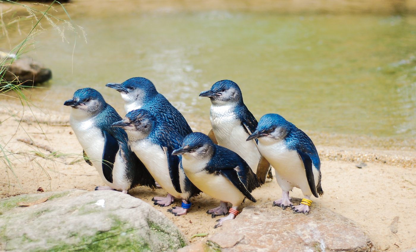 Guard dogs help protect fairy penguins from vicious fox attacks
