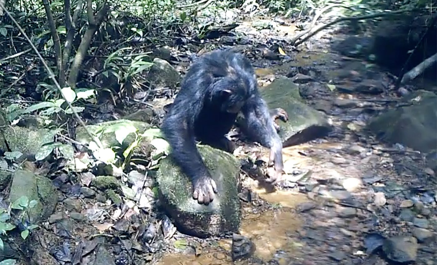 Scientists discover first evidence of chimpanzees hunting and eating crabs