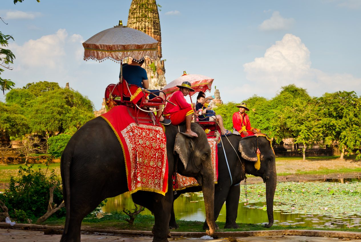 Recent instances of elephant injuries illustrate harms of tourism industry