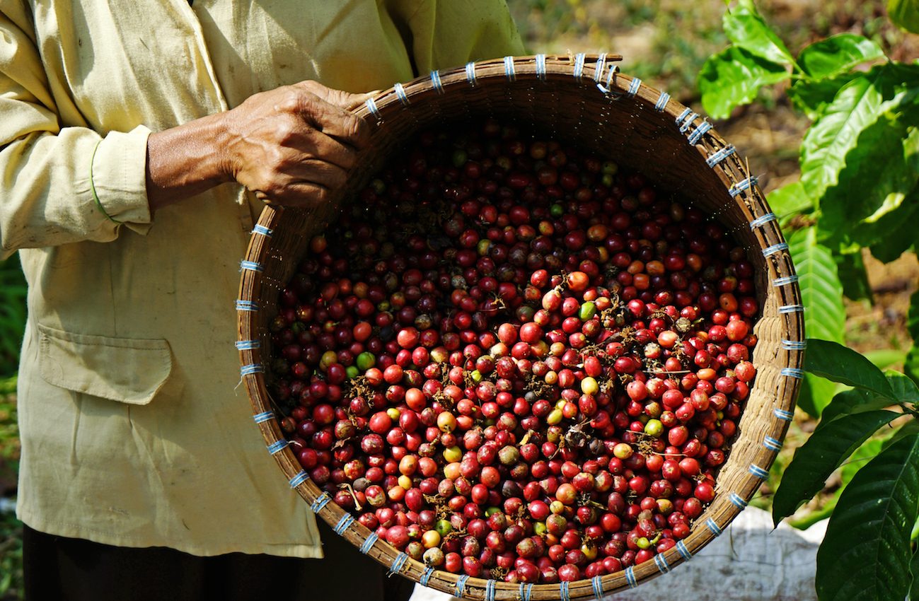 Coffee farms found using slave labor raise alarming regulation questions