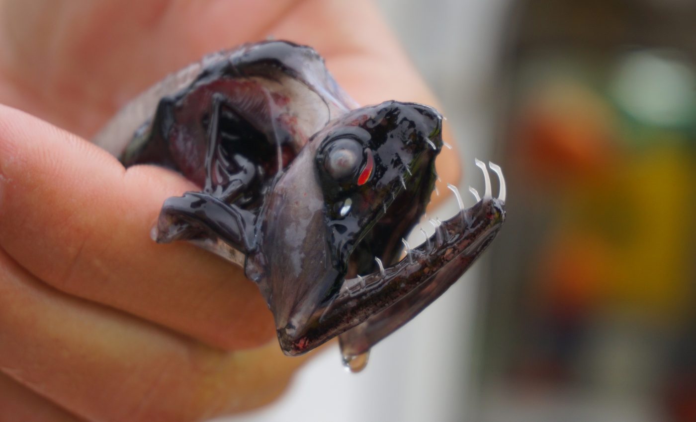 No time for reflection: Why the deep-sea dragonfish has transparent teeth