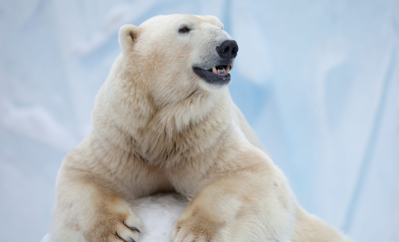 Synthetic polar bear hair could be the next big step in architecture, aerospace
