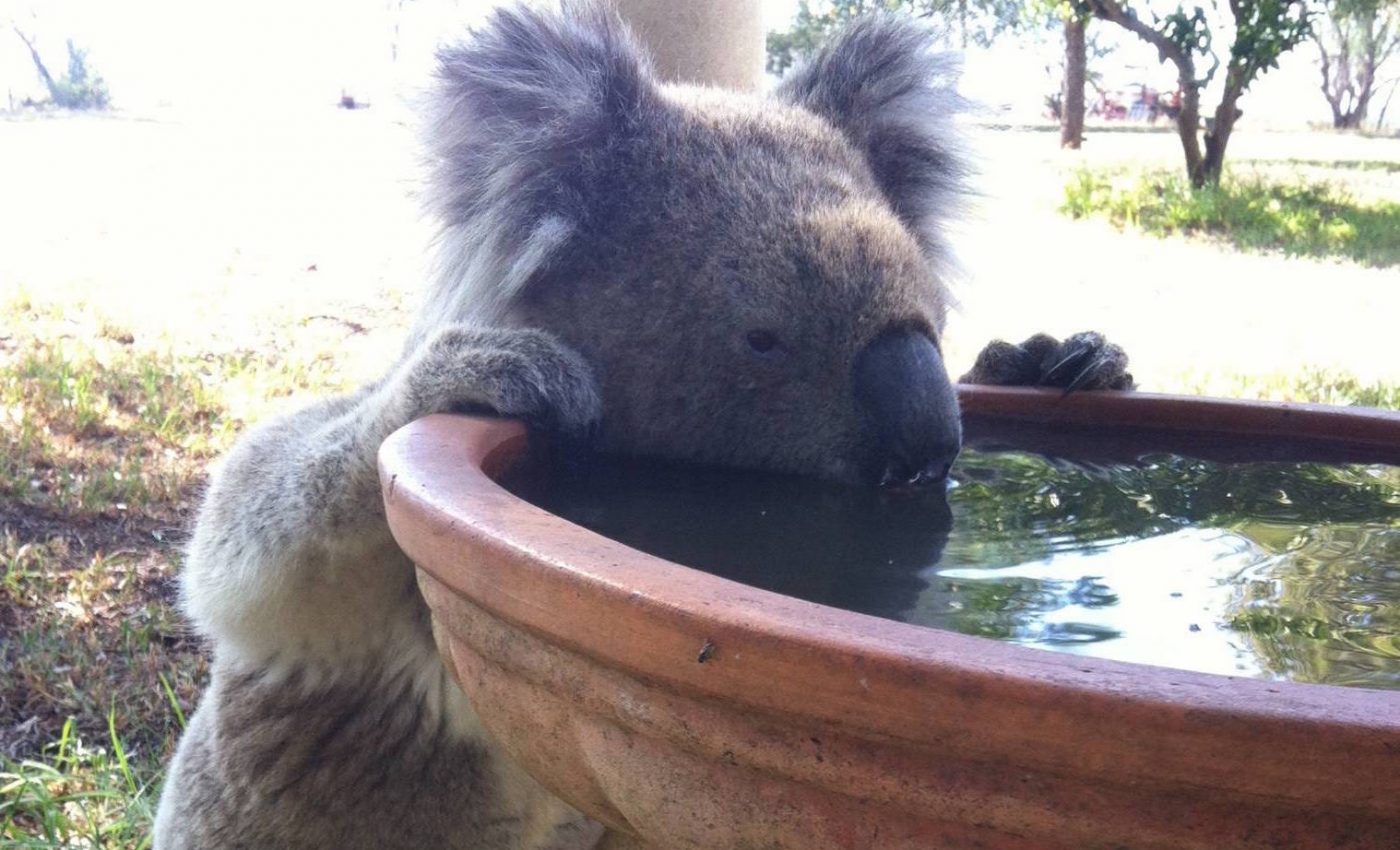 Drinking stations could help at risk koala bears stay hydrated
