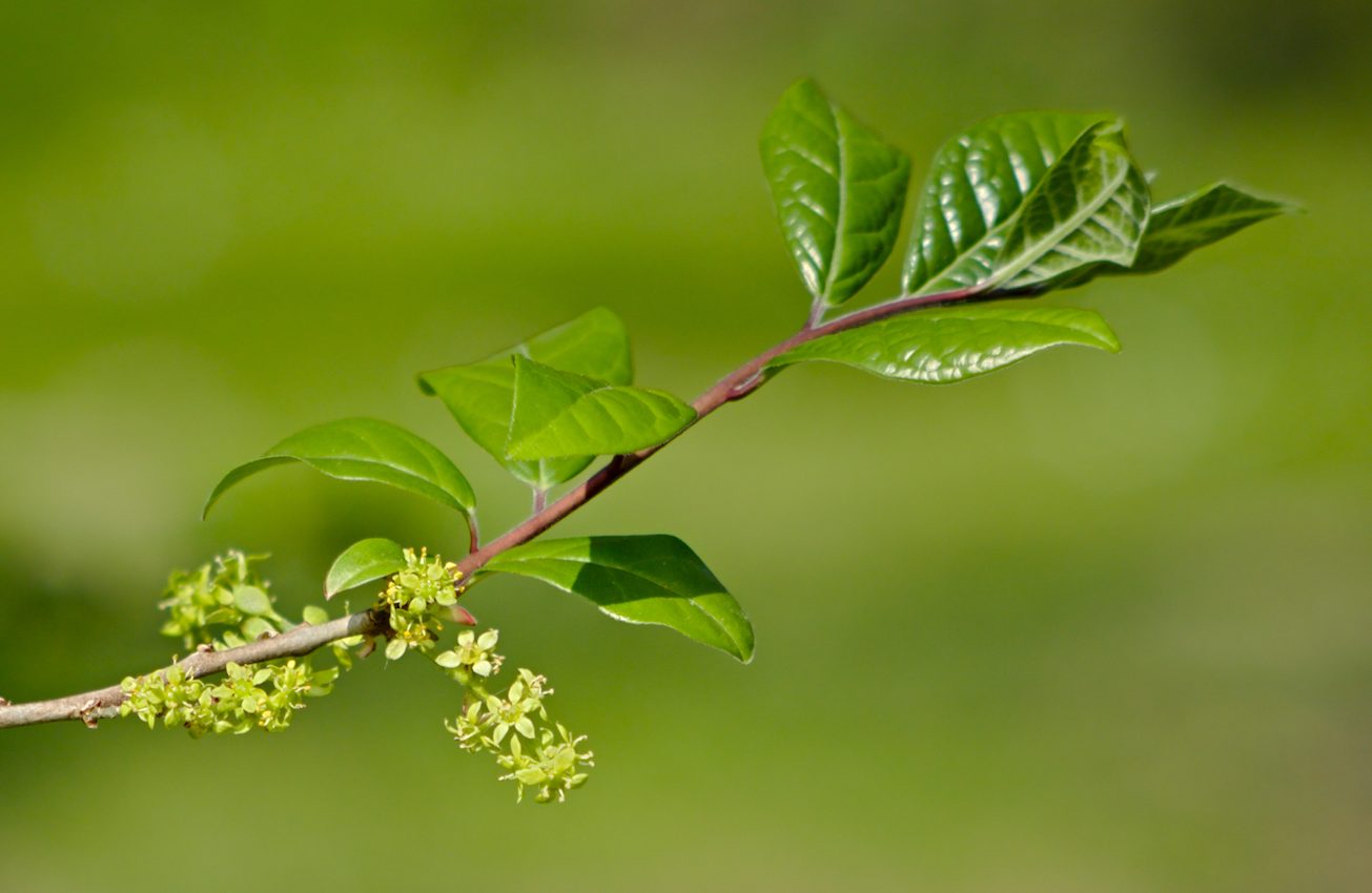 New formula discovered for mapping leaf patterns