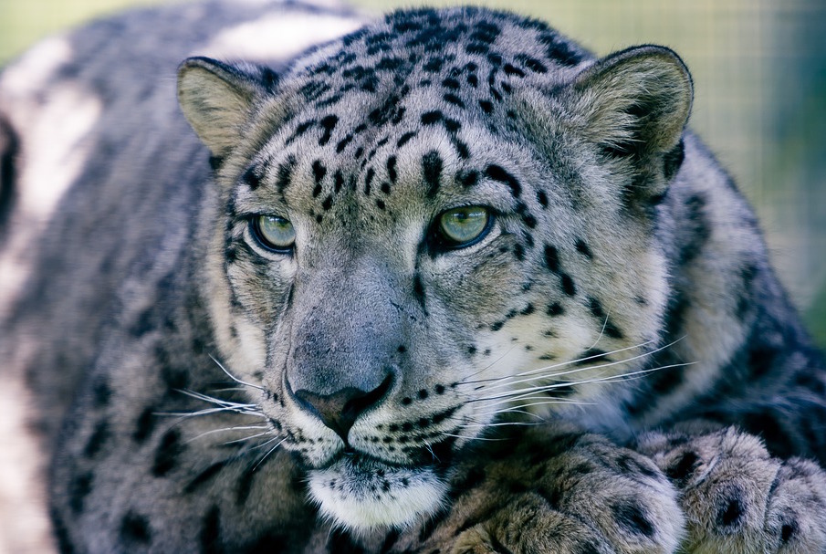 Snow leopards face threat of disease epidemic that could spread to humans
