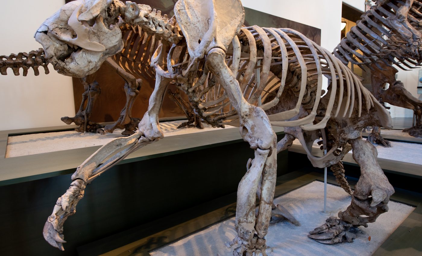 New evidence shows sloth family tree needs to be rewritten