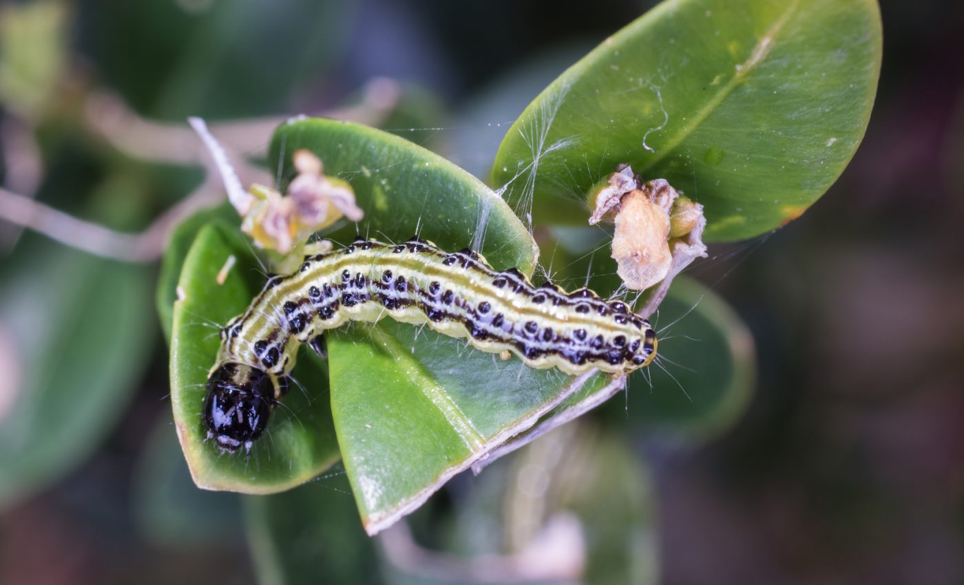 Box caterpillars are wreaking havoc in English hedgerows