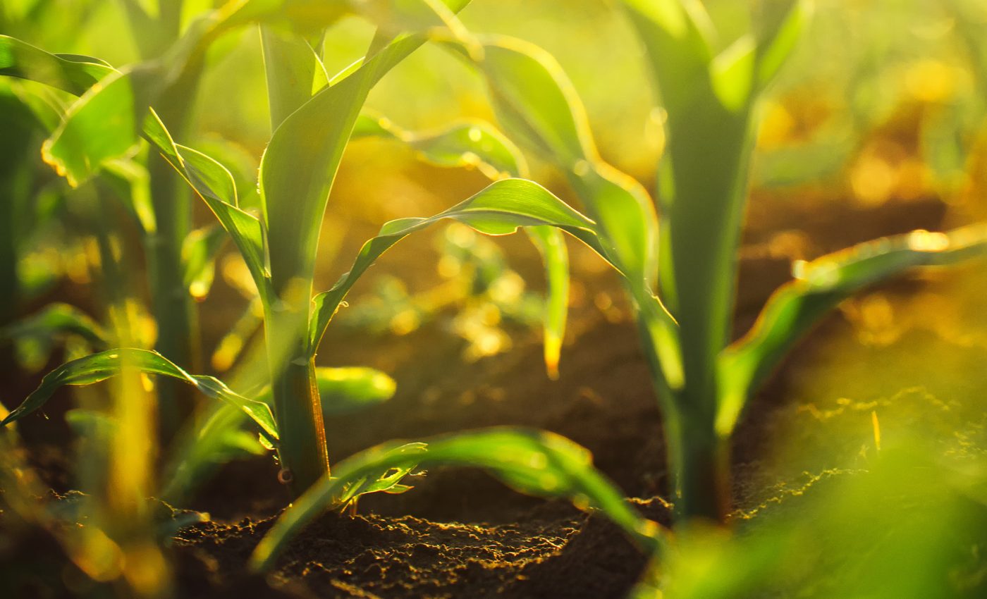 Scientists identify a gene that can be used to grow more productive crops