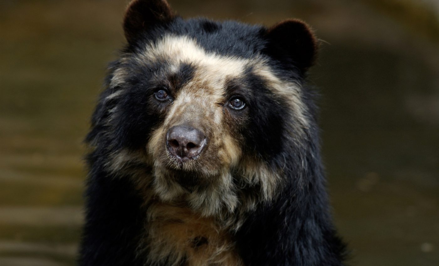 Andean bears are threatened by superstitious trade of their body parts