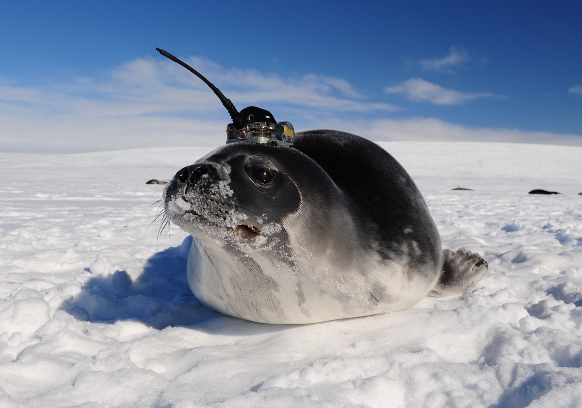 Seals and robots help solve Antarctic ice hole mystery