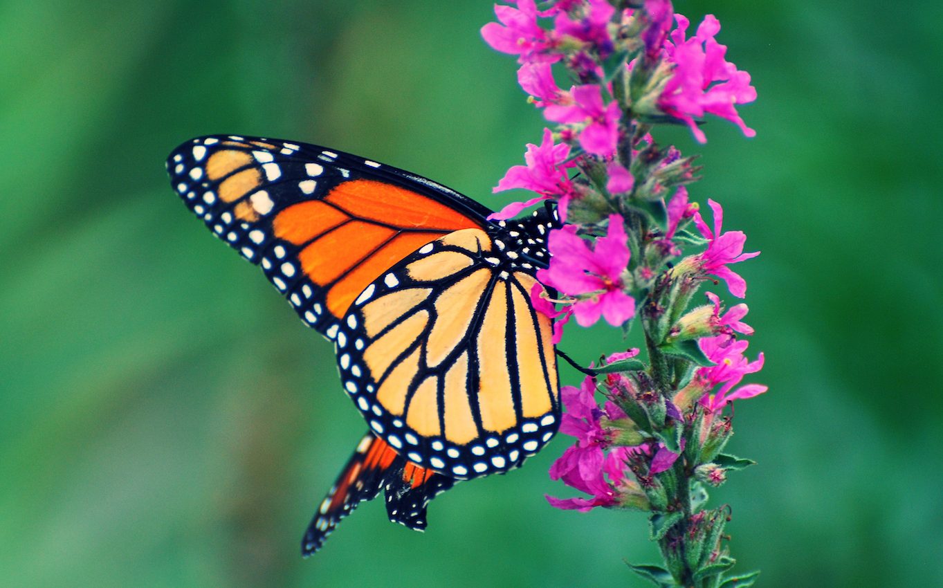 One million species gone: What humanity stands to lose