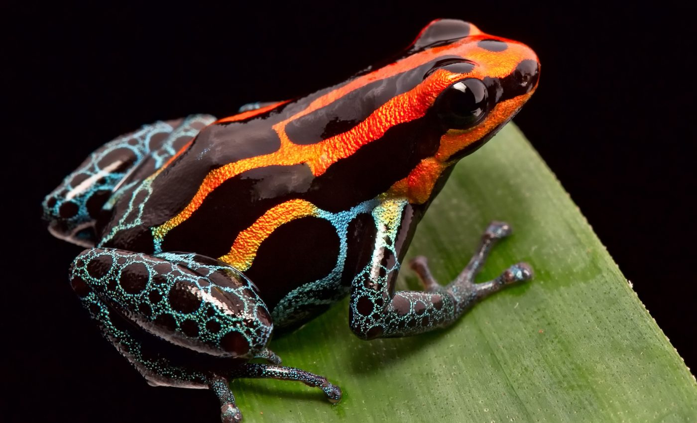 Poison dart frogs are able to develop a mental map