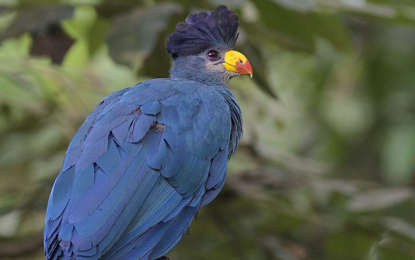 Past climate change drove many birds to tropical regions