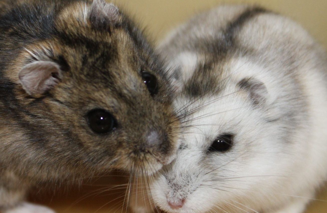 Hamsters lose weight and become infertile when the days get shorter