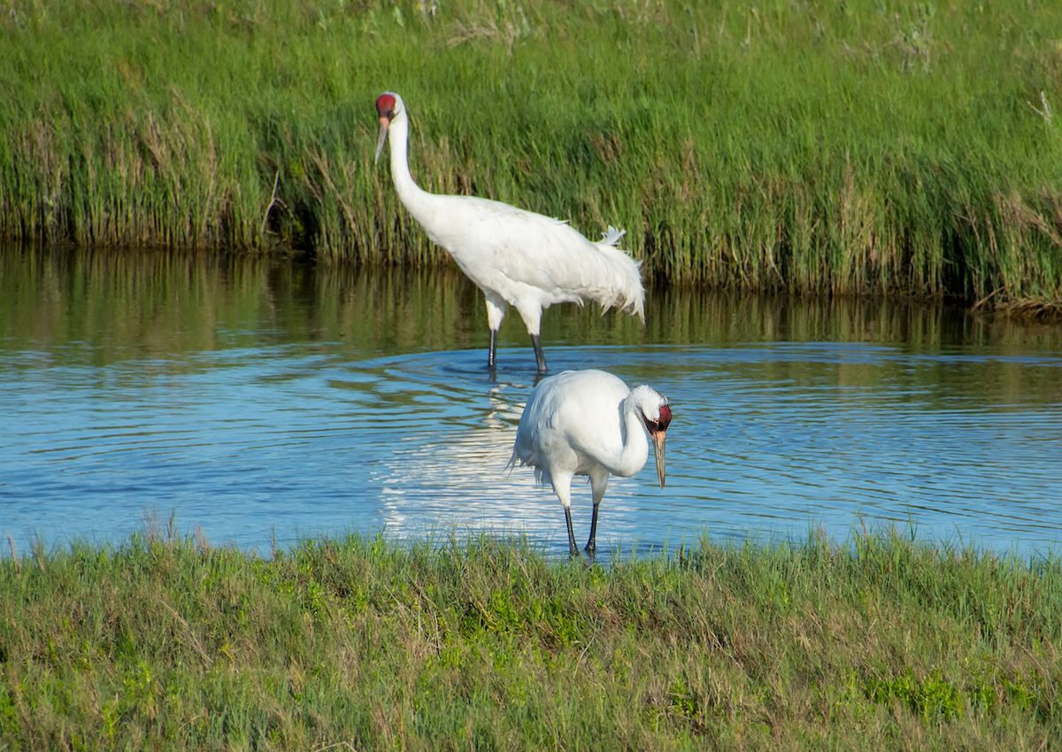 National wildlife refuges offer land just for wildlife, away from the public
