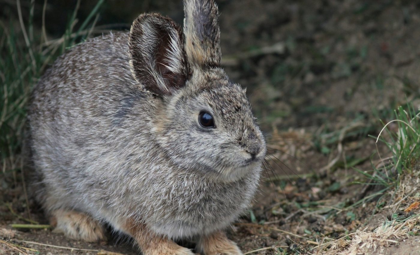 Washington’s pygmy rabbits face challenges in their continued recovery