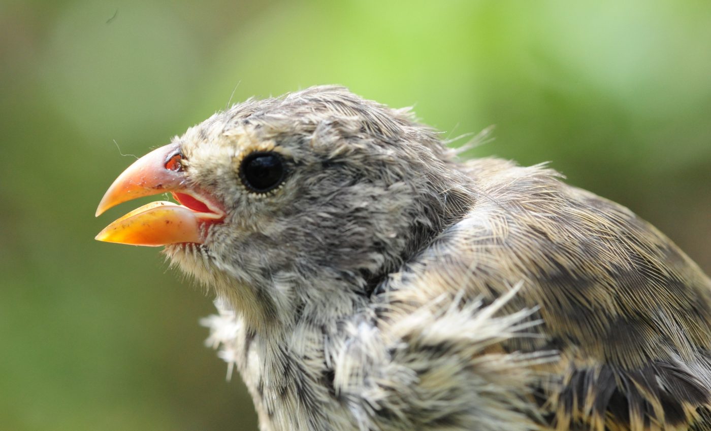 An invasive parasite is lowering Galapagos finch mating calls
