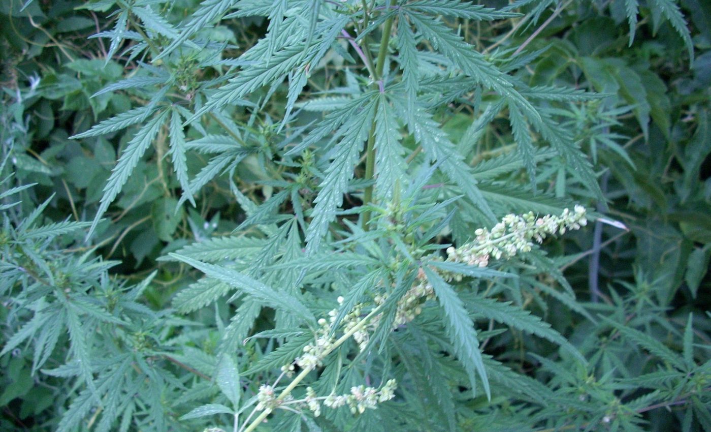 Did ancient cultures also use marijuana for its psychoactive effects?