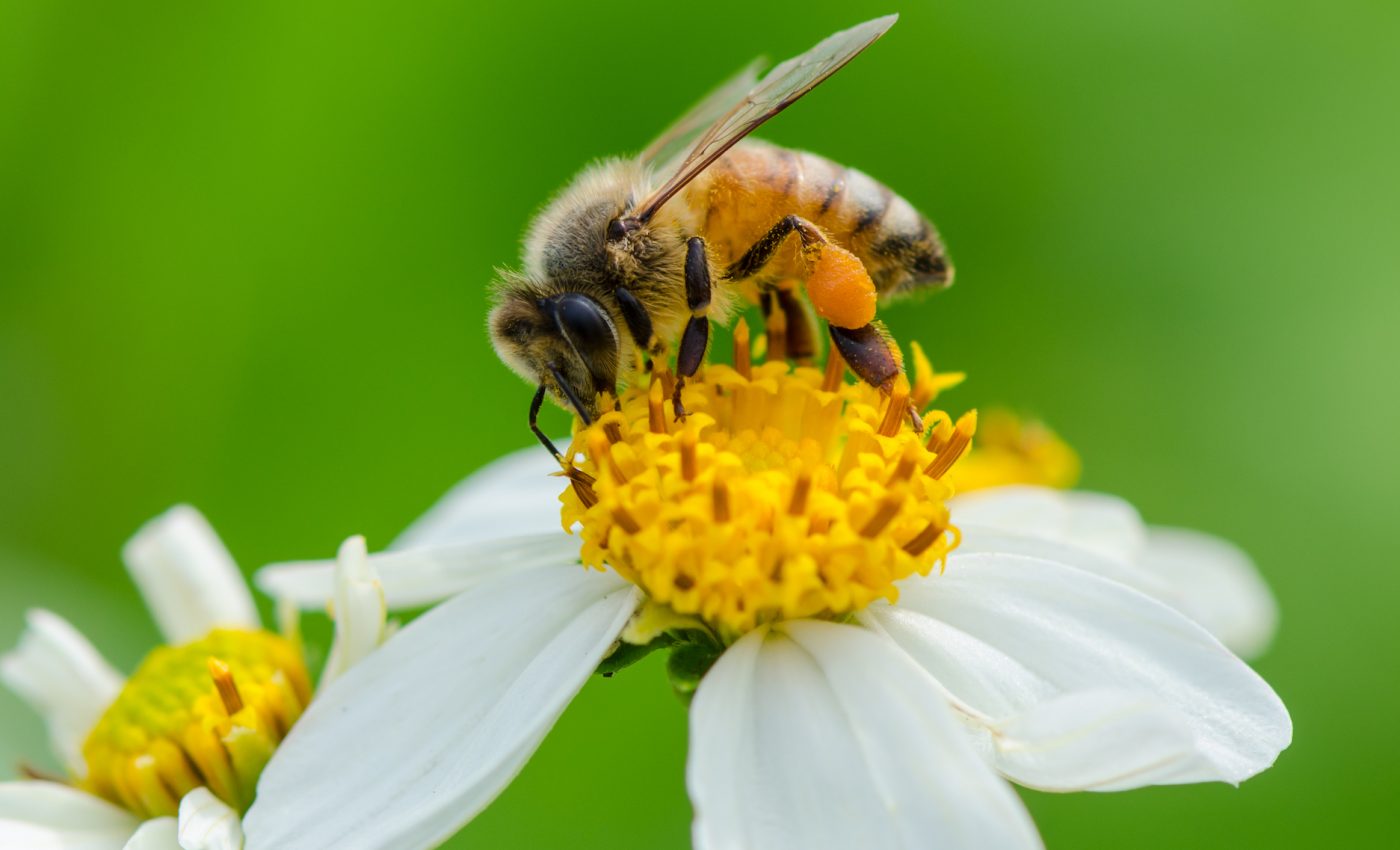 For honey bees, pollen collection varies depending on the season