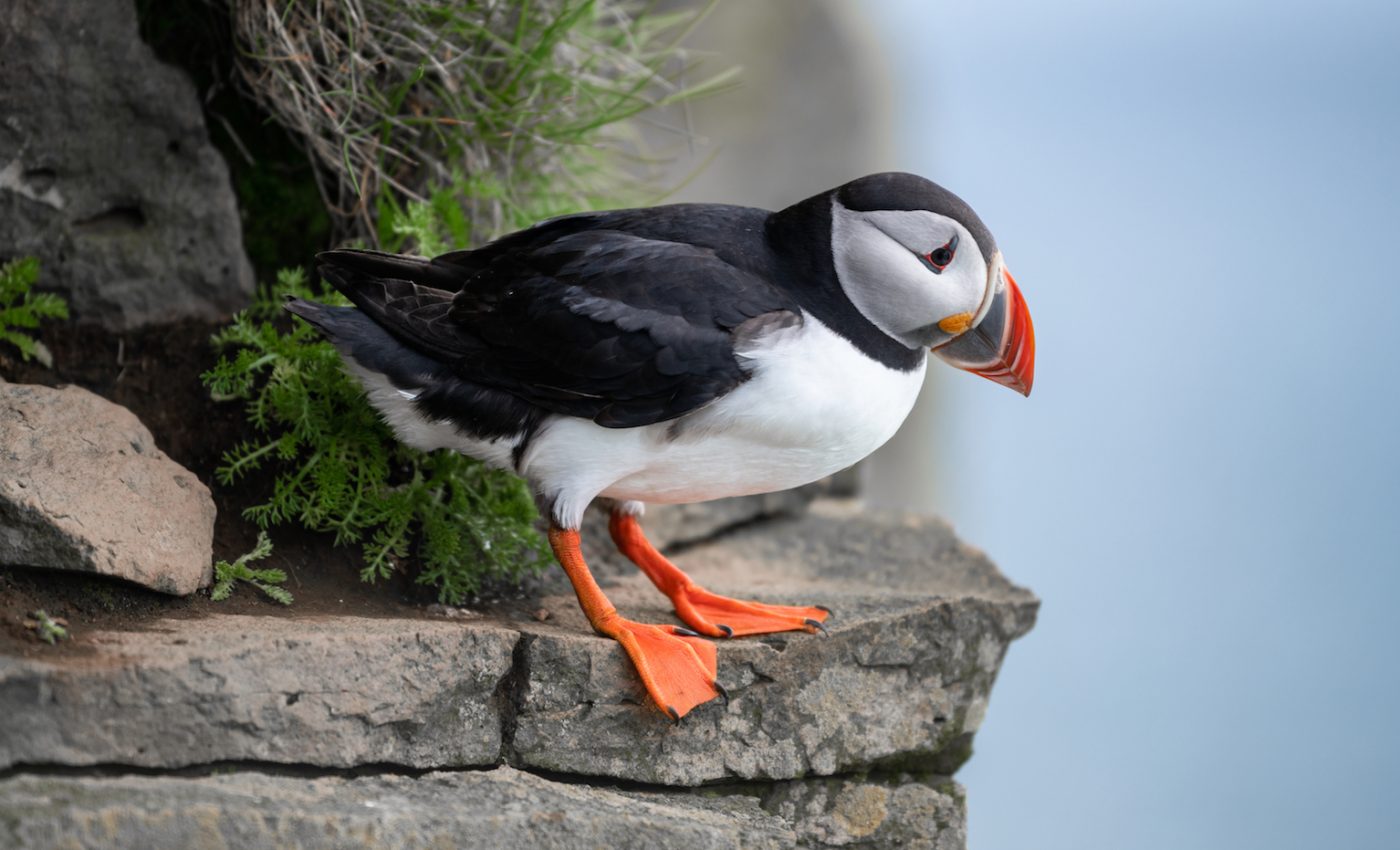 Even slight increases in ocean temperatures cause massive sea bird die-offs
